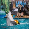 Дельфинарии, океанариумы в Пушкино